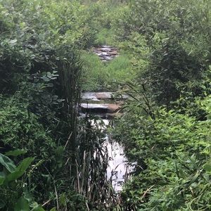 Meet your Posher, Ileana